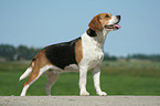 stehender Beagle