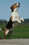 springender Beagle