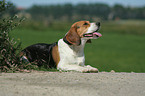 liegender Beagle