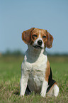 sitzender Beagle