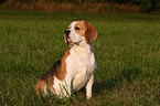 sitzender Beagle