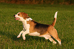 rennender Beagle