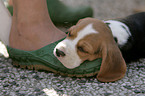 schlafender Beagle Welpe