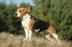 Beagle Hndin