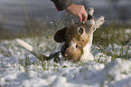 Beagle wlzt sich im Schnee