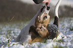 Beagle im Schnee