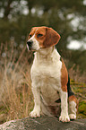 sitzender Beagle