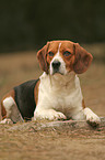 liegender Beagle