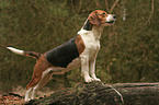 stehender Beagle