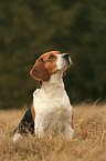 sitzender Beagle