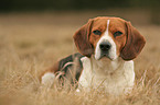 liegender Beagle