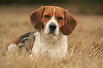 liegender Beagle