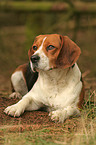 liegender Beagle