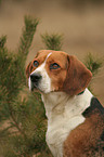 Beagle Portrait