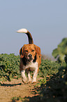 Beagle