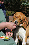 fressender Beagle
