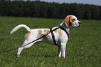 stehender Beagle