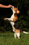 Beagle macht Mnnchen