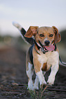 rennender Beagle