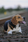 Beagle