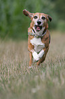 rennender Beagle