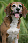 Beagle Portrait