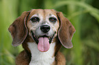 Beagle Portrait