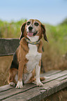 Beagle