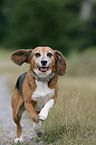 rennender Beagle