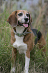 Beagle