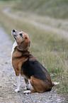 Beagle