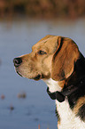 Beagle Portrait