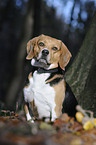 Beagle