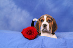 Beagle Welpe