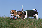 Beagle Welpen