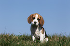 Beagle Welpe