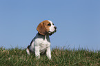 Beagle Welpe