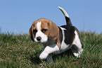 Beagle Welpe