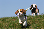 Beagle Welpen