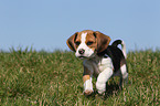 Beagle Welpe