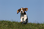 Beagle Welpe