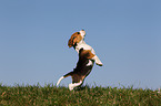 Beagle Welpe