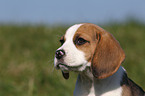 Beagle Welpe