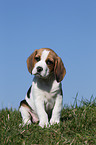 Beagle Welpe