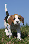 Beagle Welpe