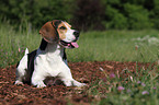 liegender Beagle