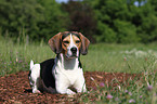 liegender Beagle