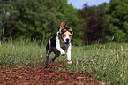 rennender Beagle