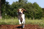 rennender Beagle