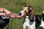 trinkender Beagle